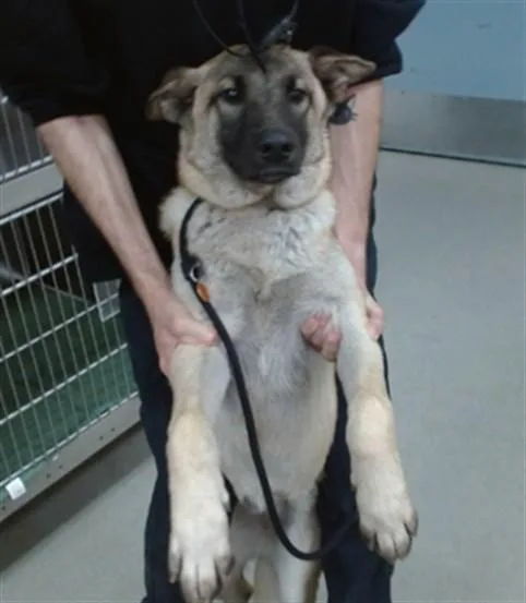 A young medium-sized female Belgian Shepherd / Malinois dog named Heidi for adoption in Salinas, CA