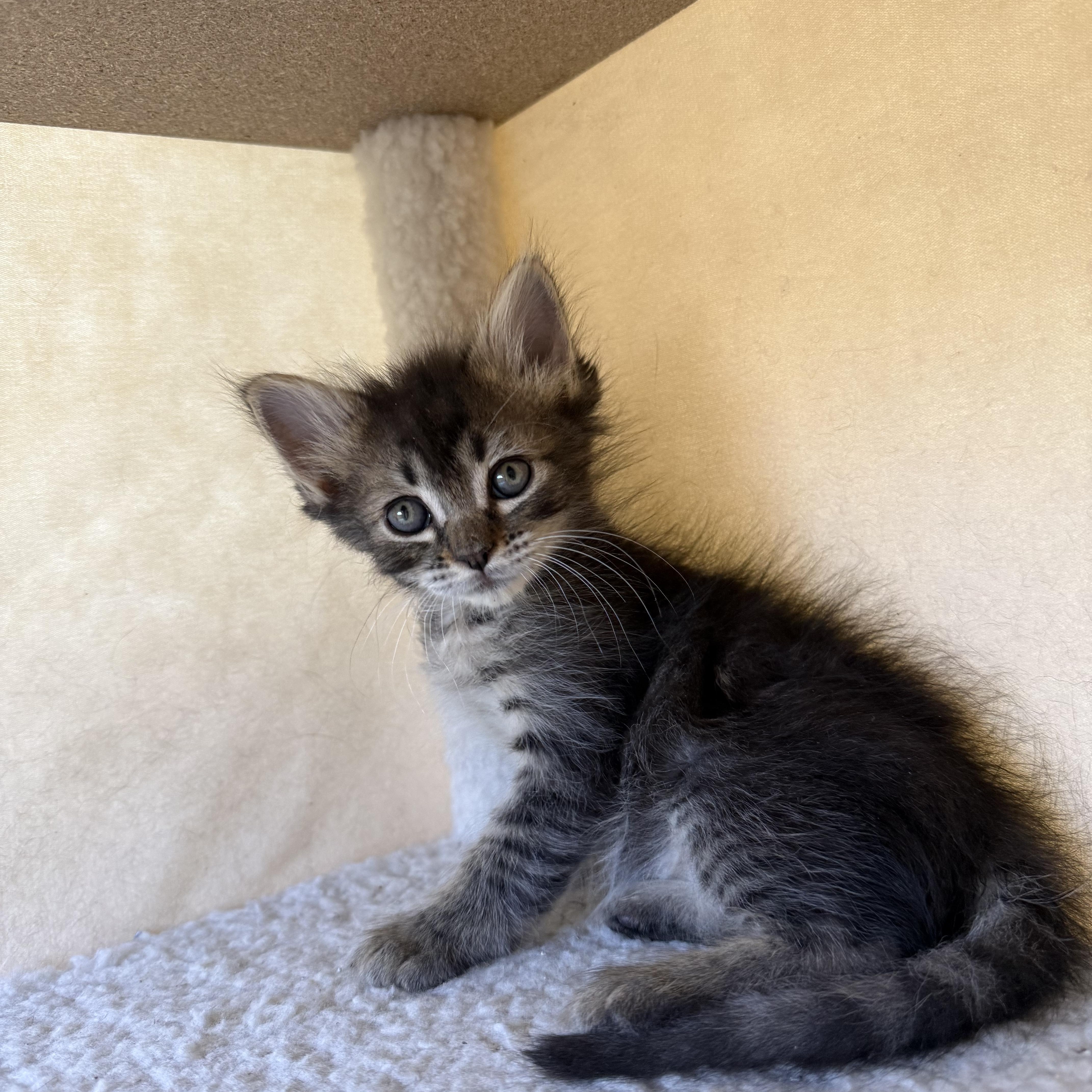A baby medium-sized male Tabby (Brown / Chocolate) Domestic Medium Hair cat named Ruffian for adoption in Mount Rainier, MD