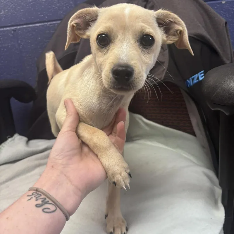 A baby small-sized male White / Cream Chihuahua dog named Colt for adoption in Newark, DE