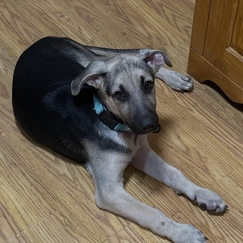 A baby large-sized male German Shepherd Dog dog named Kayce Wiggle Butt for adoption in Houston, TX