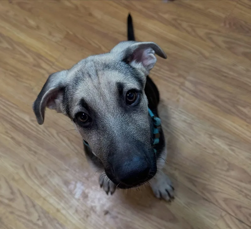 Kayce Wiggle Butt thumbnail 3