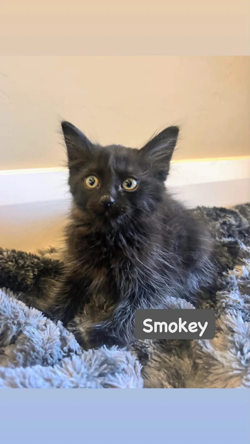 Smokey