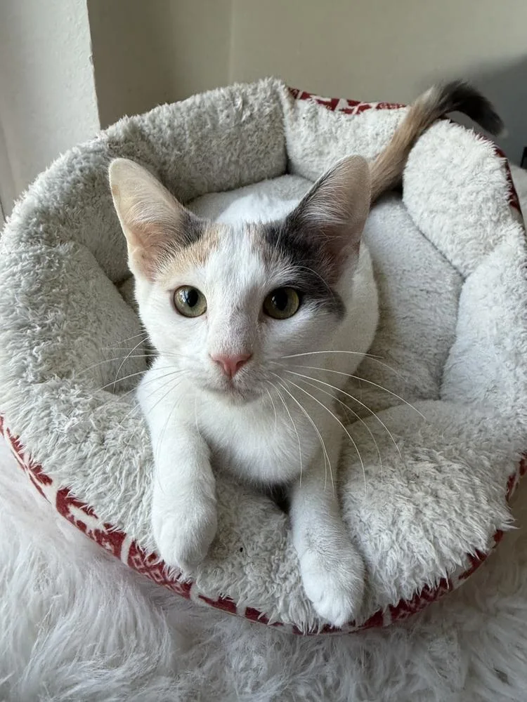 A baby small-sized female Gray & White Calico cat named Eevee for adoption in Dallas, TX