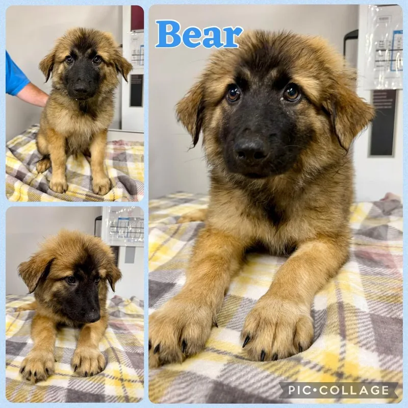 A baby medium-sized male Great Pyrenees dog named Bear for adoption in Opelika, AL
