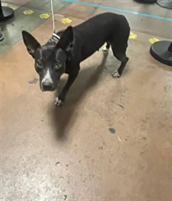 A young medium-sized female Australian Cattle Dog / Blue Heeler dog named Melody for adoption in Van Nuys, CA