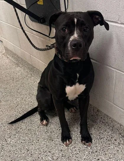 An adult large-sized female Black Pit Bull Terrier dog named Haydee for adoption in Kansas City, MO