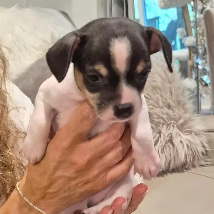 A baby small-sized male White / Cream Chihuahua dog named Grumpy for adoption in Ferndale, MI