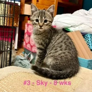 A baby small-sized male Gray / Blue / Silver Domestic Short Hair cat named Sky for adoption in Pittsburg, KS