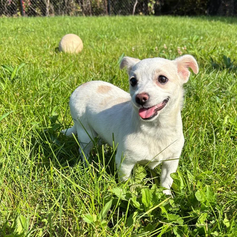 A young small-sized female Chihuahua dog named Sheeba for adoption in Fort Wayne, IN