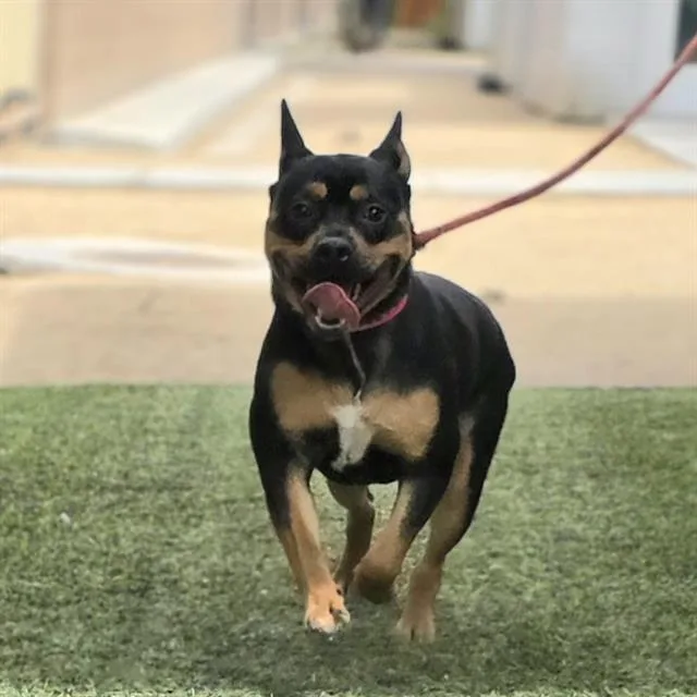 An adult medium-sized male Pit Bull Terrier dog named Krispy Kreme for adoption in Las Vegas, NV