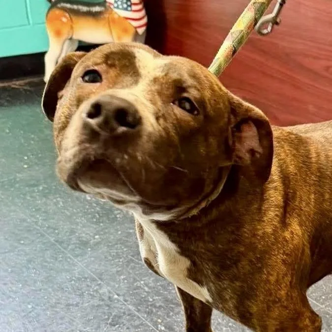 An adult medium-sized female Brown / Chocolate Pit Bull Terrier dog named Indica for adoption in Shinnston, WV