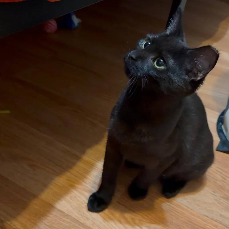 Elvira