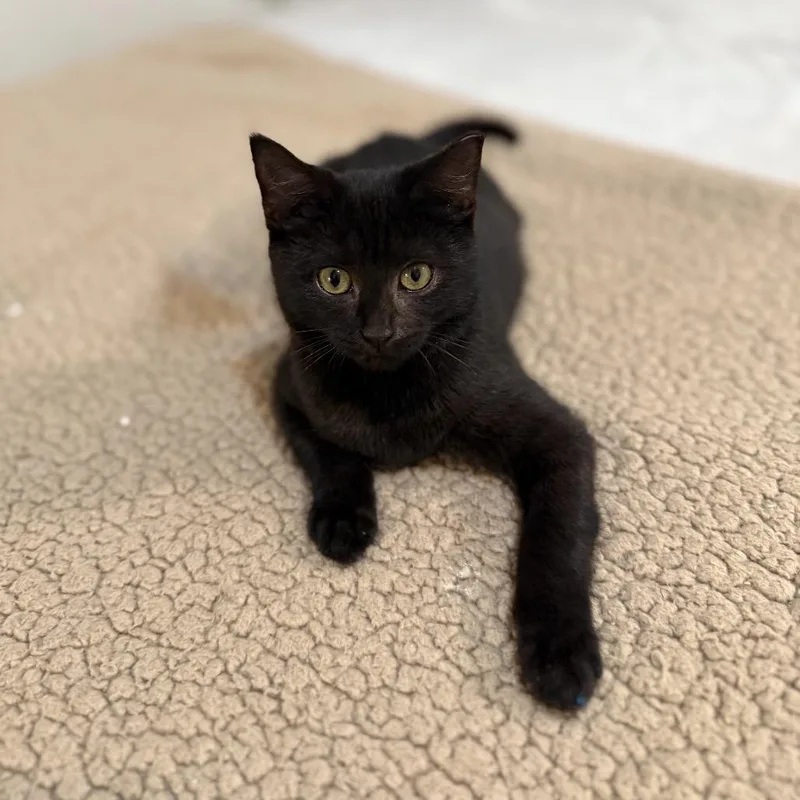 Elvira thumbnail 3