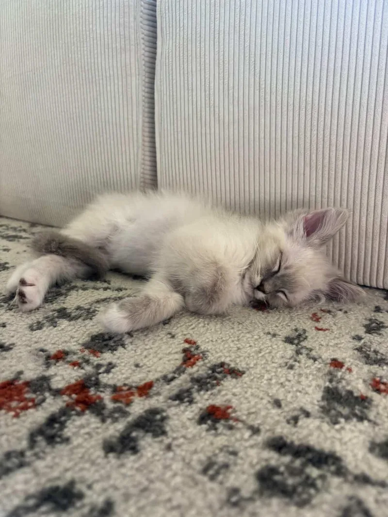 Sticky Rice thumbnail 2