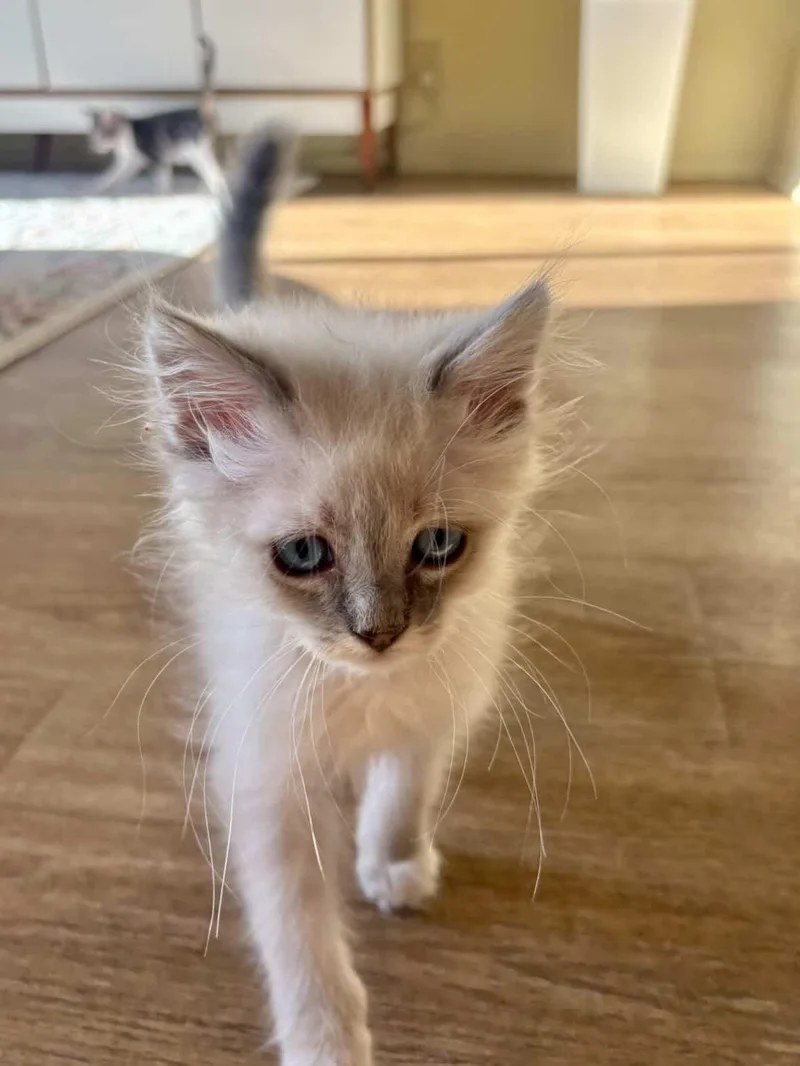 Sticky Rice thumbnail 3