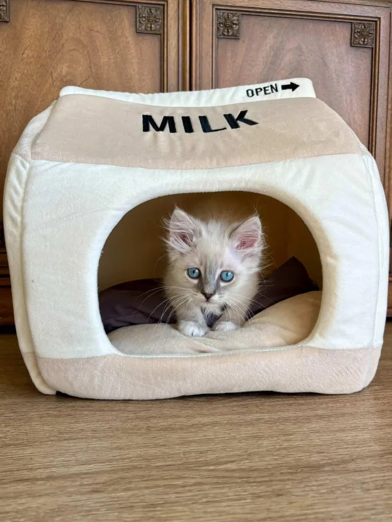 Sticky Rice thumbnail 4