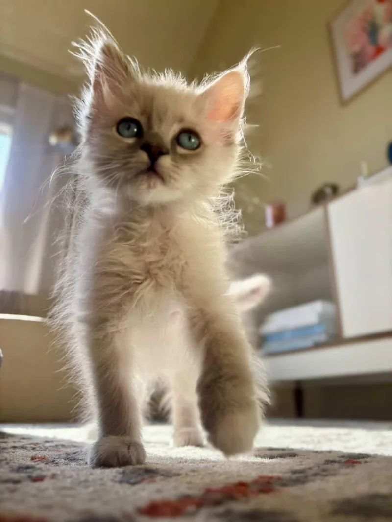 Sticky Rice thumbnail 5