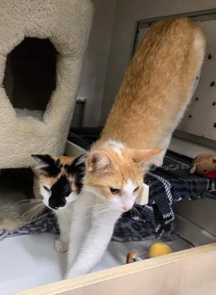 An adult small-sized female Orange / Red Domestic Short Hair cat named Goldie for adoption in Kansas City, MO