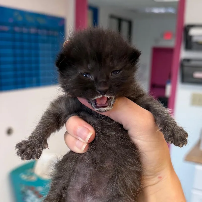 A baby small-sized male Black Domestic Short Hair cat named Seeya Later Boi for adoption in Austin, TX