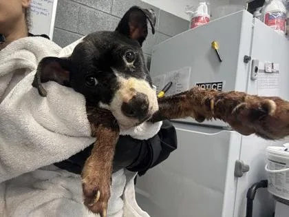A baby medium-sized male Mixed Breed dog named Oreo for adoption in West Chester, PA