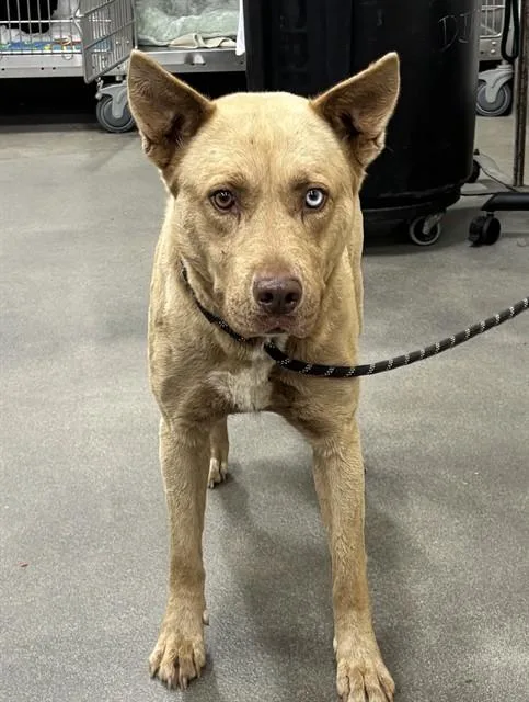 An adult medium-sized female Husky dog named Hiliary for adoption in Upper Marlboro, MD