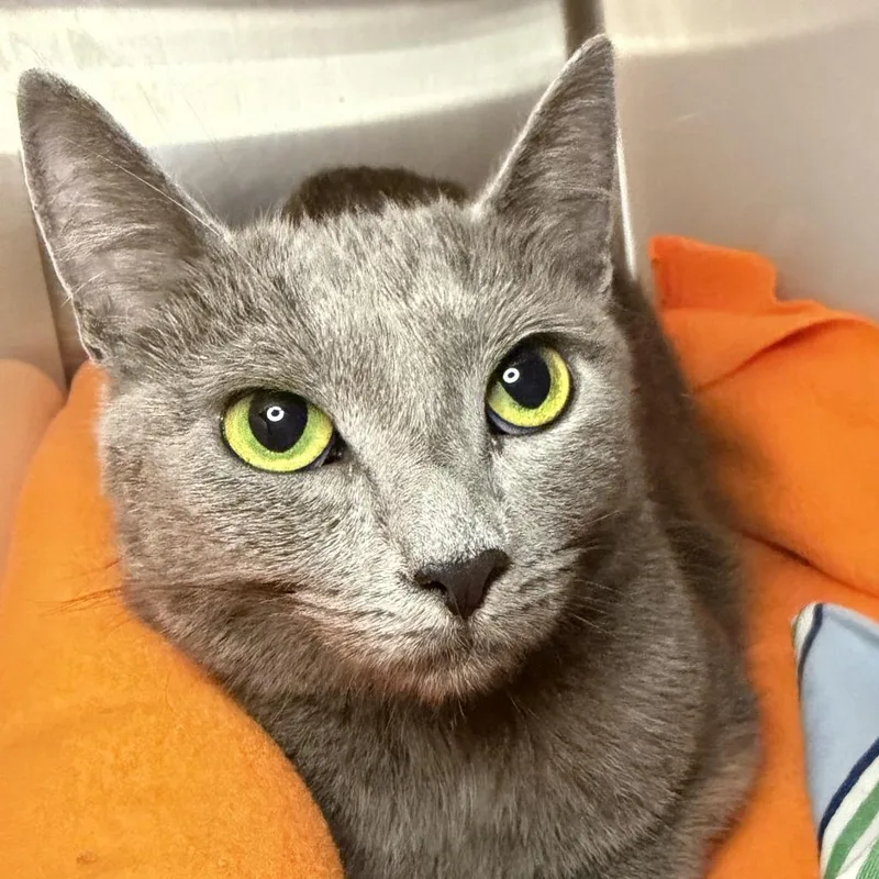 A young medium-sized female Domestic Short Hair cat named Mitchie for adoption in Los Angeles, CA
