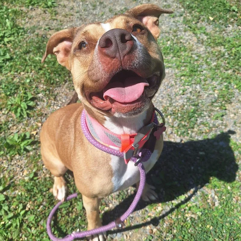 An adult medium-sized female Yellow / Tan / Blond / Fawn Mixed Breed dog named Lola for adoption in Cape Girardeau, MO