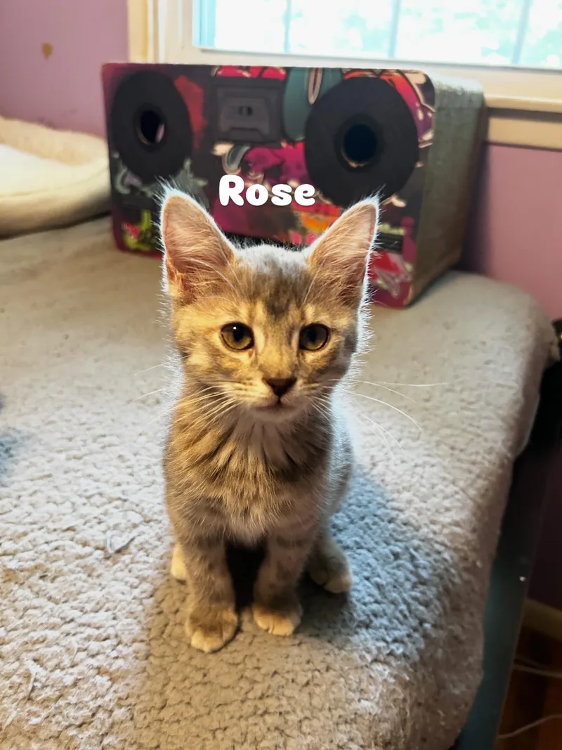 A baby small-sized female Tabby (Gray / Blue / Silver) Domestic Short Hair cat named Rose for adoption in Warminster, PA