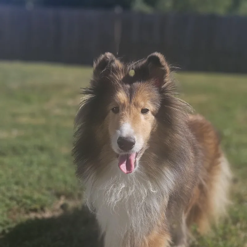 A senior small-sized female Shetland Sheepdog / Sheltie dog named Zoe for adoption in Ramsey, IN