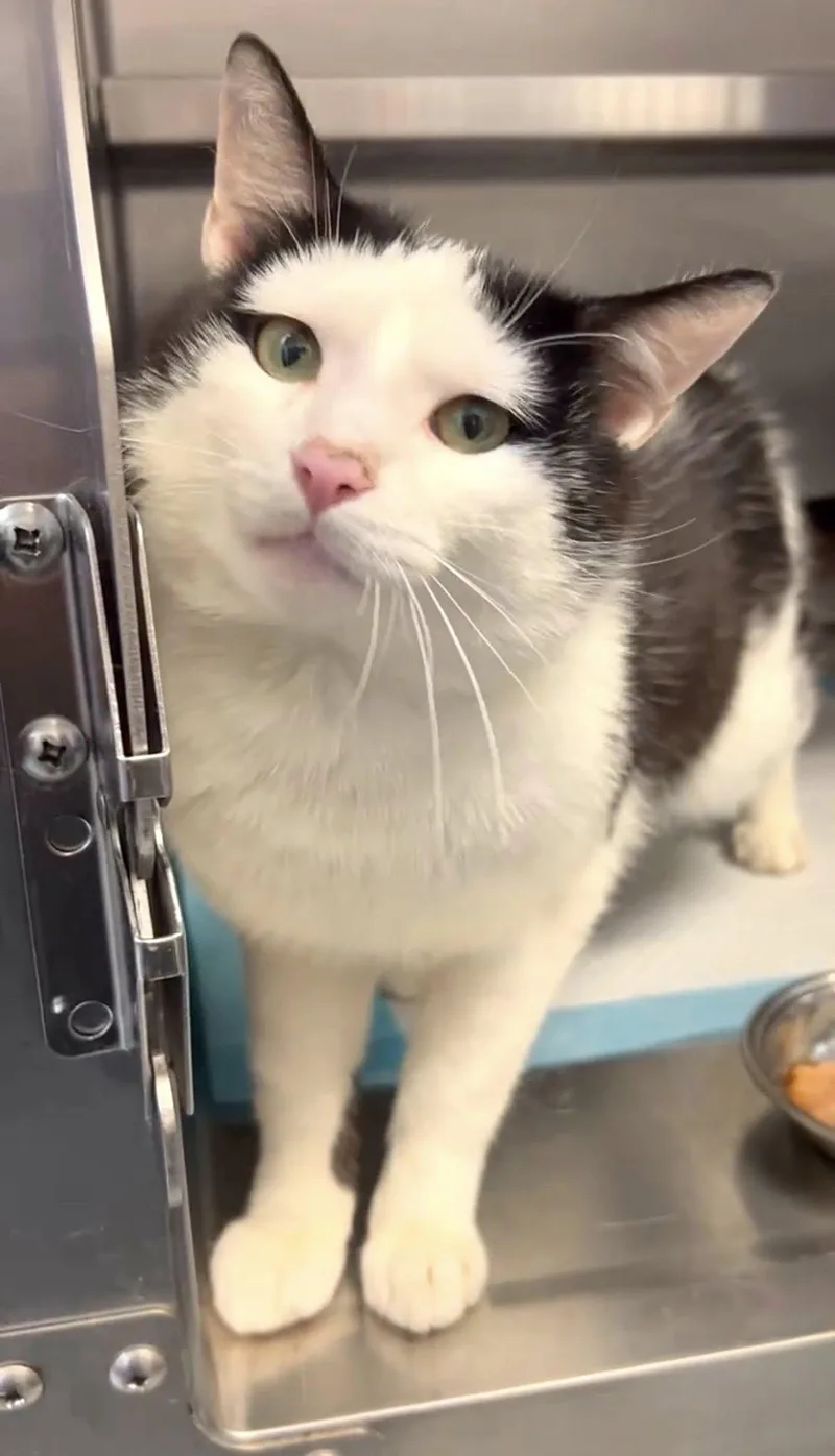 An adult medium-sized male White Domestic Short Hair cat named Brown for adoption in Germanton, NC