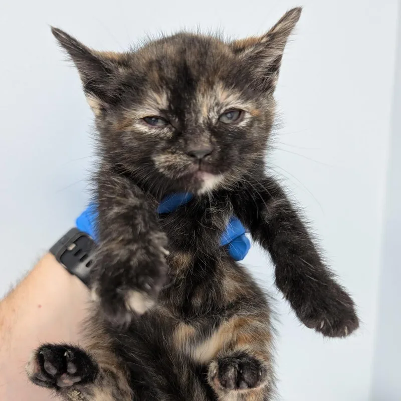 A baby small-sized female Tortoiseshell Domestic Short Hair cat named Gracie for adoption in Indianapolis, IN