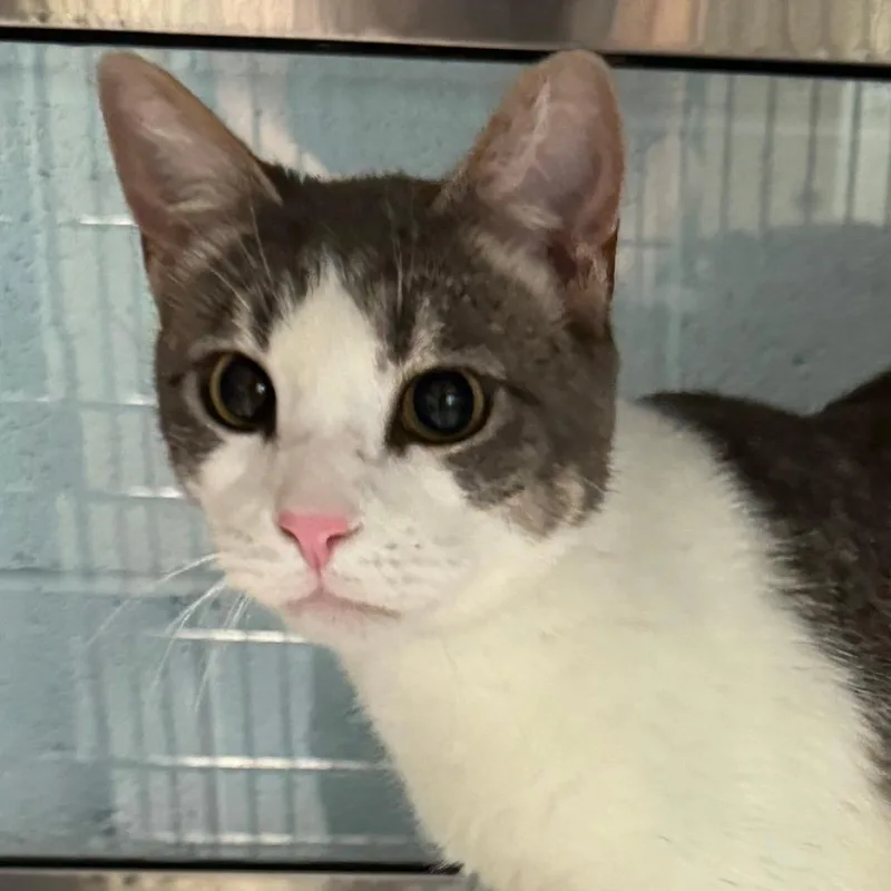 An adult large-sized male Gray / Blue / Silver Domestic Short Hair cat named Radish for adoption in Lakewood, CO
