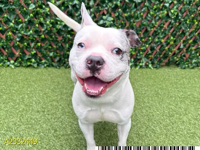 A young medium-sized male Mixed Breed dog named Merlin for adoption in West Palm Beach, FL