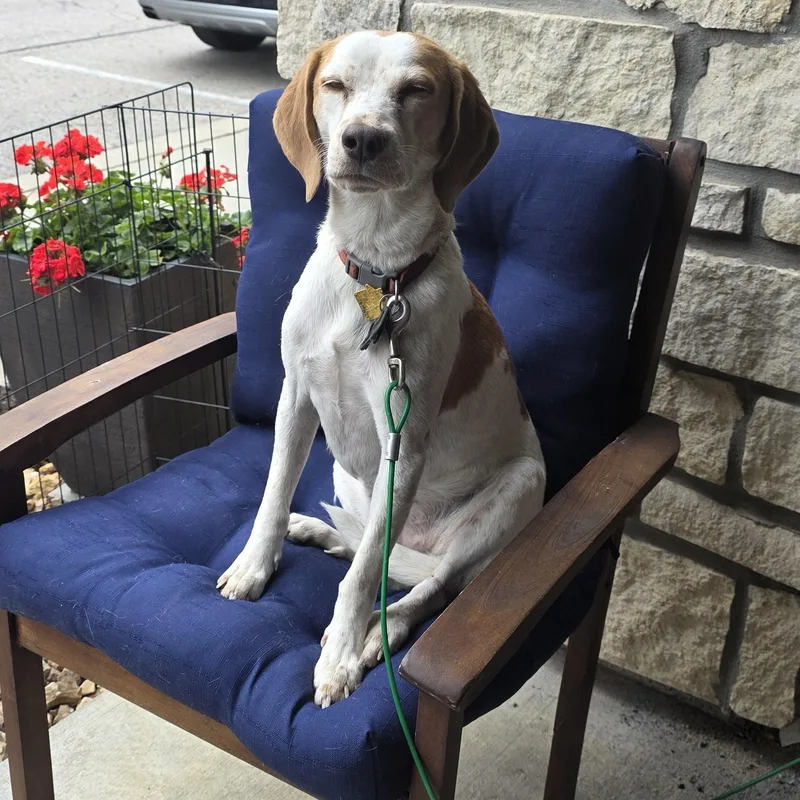 A young medium-sized female White / Cream Brittany Spaniel dog named Casey for adoption in De Soto, KS