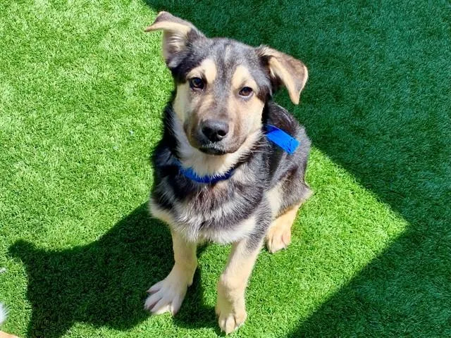 A young small-sized male German Shepherd Dog dog named Sailor for adoption in Moreno Valley, CA