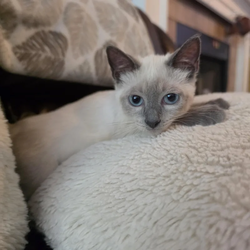 A baby medium-sized male Blue Point Siamese cat named Frodo for adoption in Lees Summit, MO