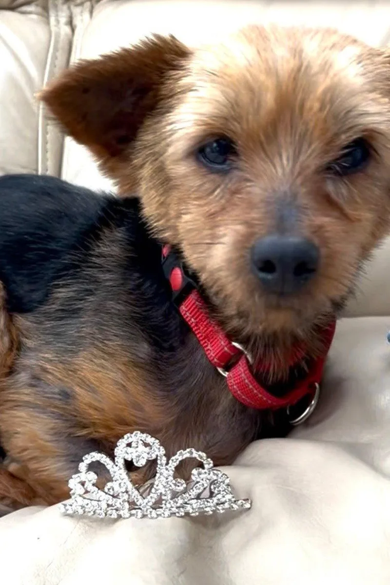 An adult small-sized female Yorkshire Terrier dog named Lily Wright for adoption in Saunderstown, RI