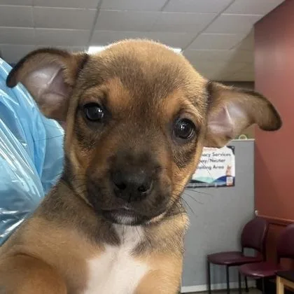A baby small-sized female Chihuahua dog named Cassie for adoption in Merriam, KS