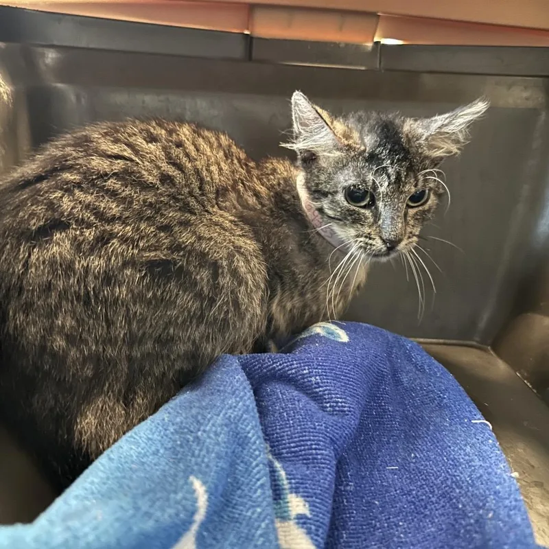 A young medium-sized female Brown / Chocolate Domestic Short Hair cat named Lolly for adoption in Pasadena, CA