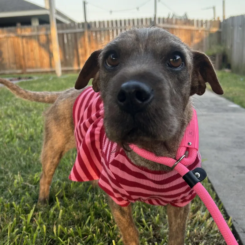 A young small-sized female Brindle Wirehaired Terrier dog named Winnie for adoption in South Houston, TX