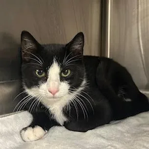 A baby small-sized male Black Domestic Short Hair cat named Fred for adoption in Knoxville, TN