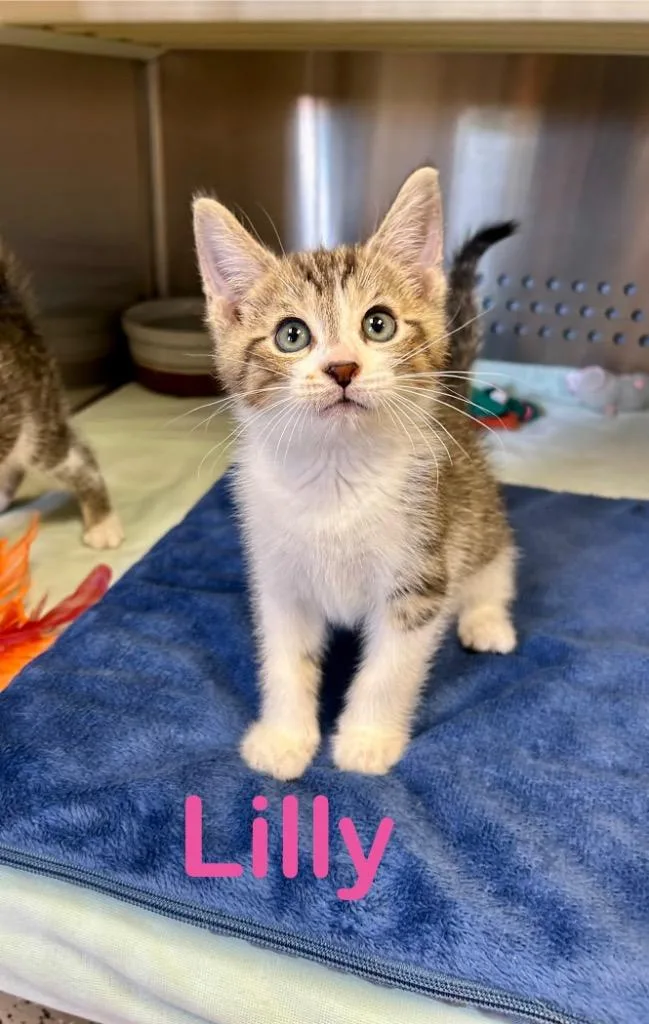 Lilly