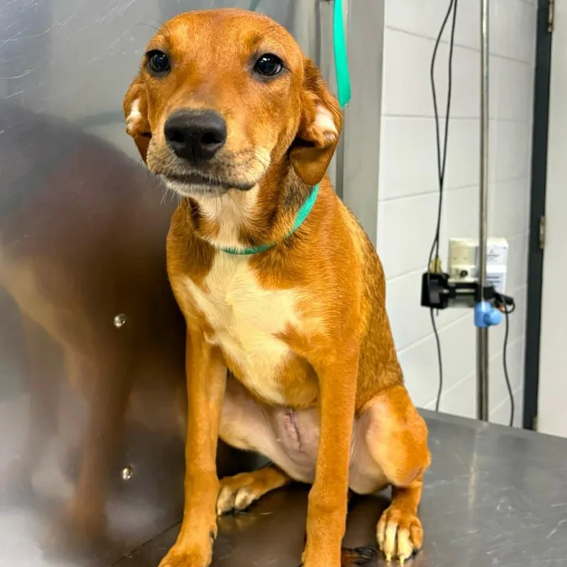 A young medium-sized female Brown / Chocolate Mixed Breed dog named Buttons for adoption in Long Island City, NY