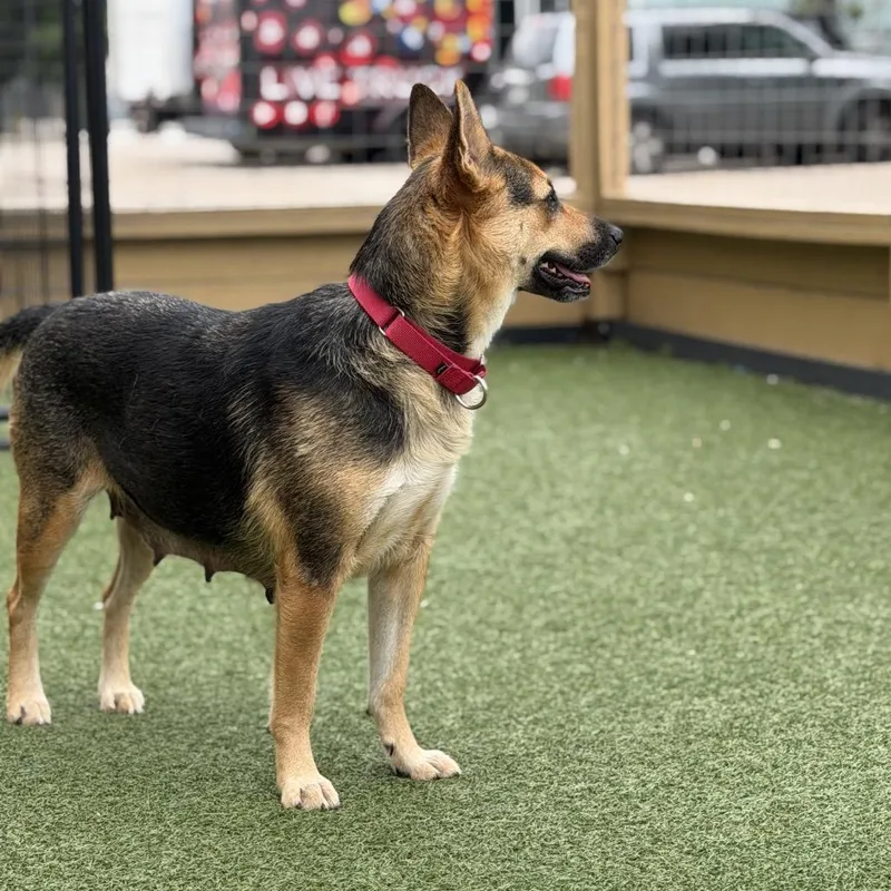 An adult medium-sized female Black German Shepherd Dog dog named Flora for adoption in Houston, TX