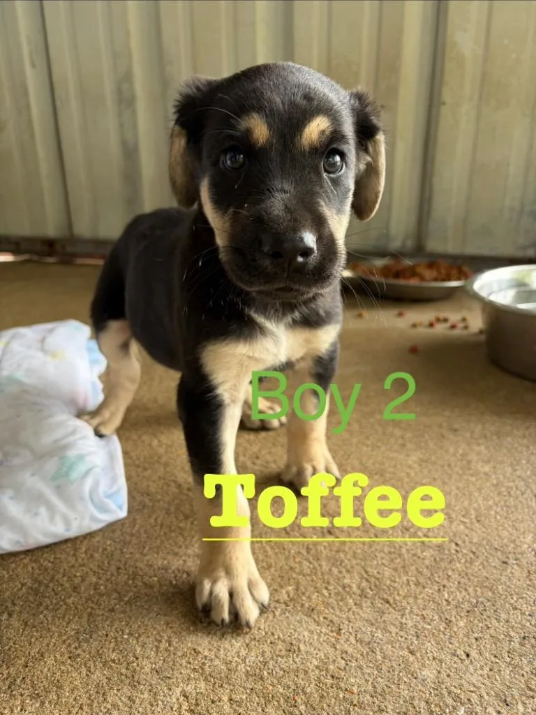 A baby medium-sized male Anatolian Shepherd dog named Toffee for adoption in Ada, OK