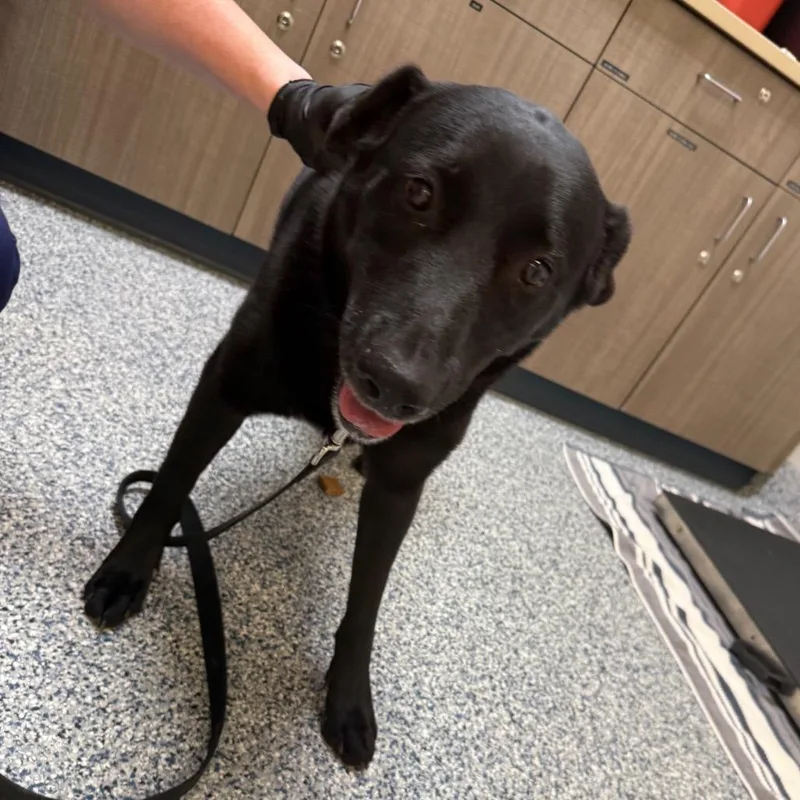 An adult large-sized female Black Labrador Retriever dog named Sassy for adoption in Great Falls, MT