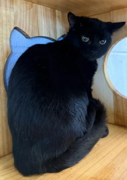 A baby medium-sized female Domestic Short Hair cat named Misty for adoption in Conway, SC