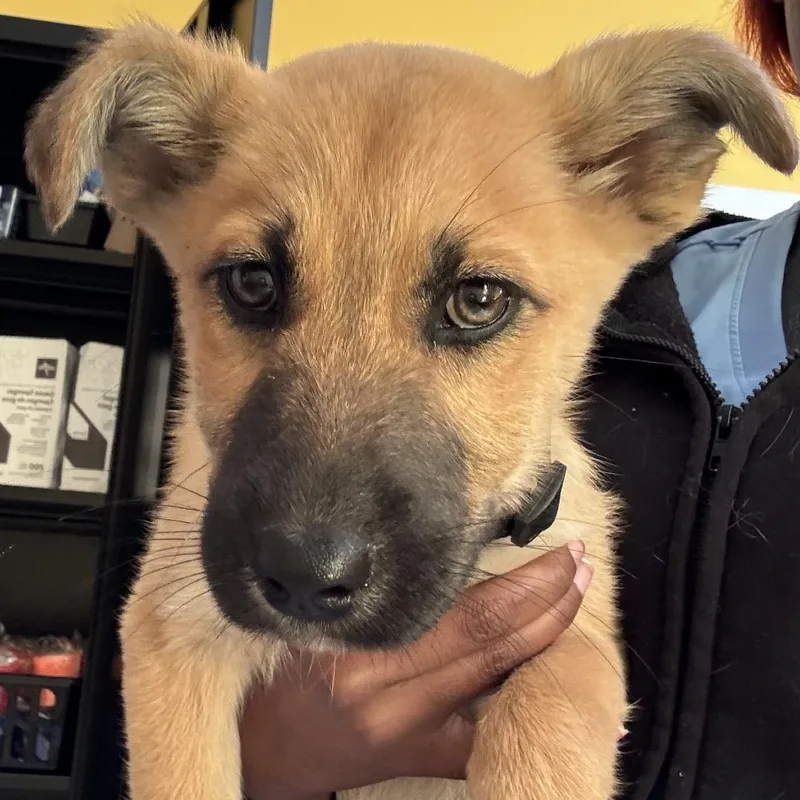 Nova