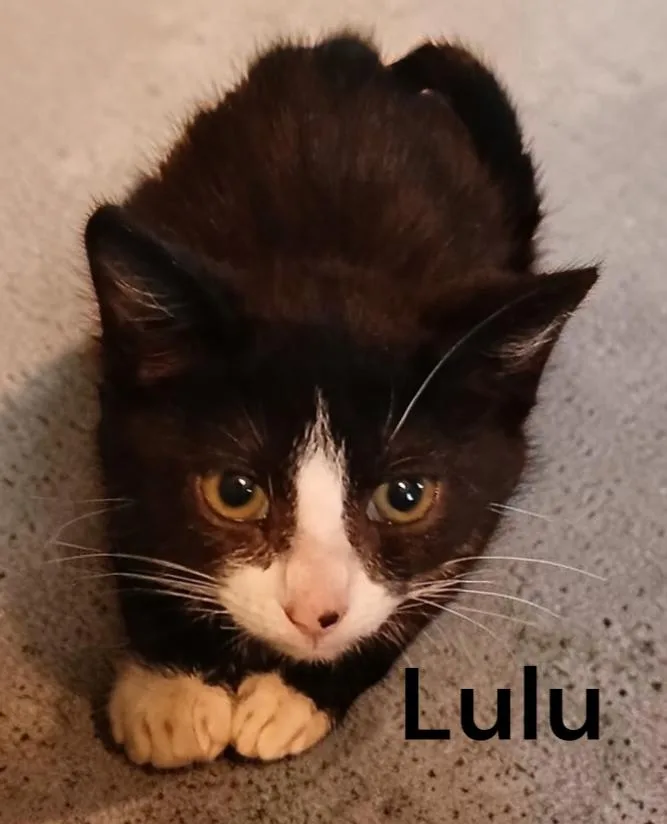 A baby medium-sized female Tuxedo cat named Lulu for adoption in Weems, VA