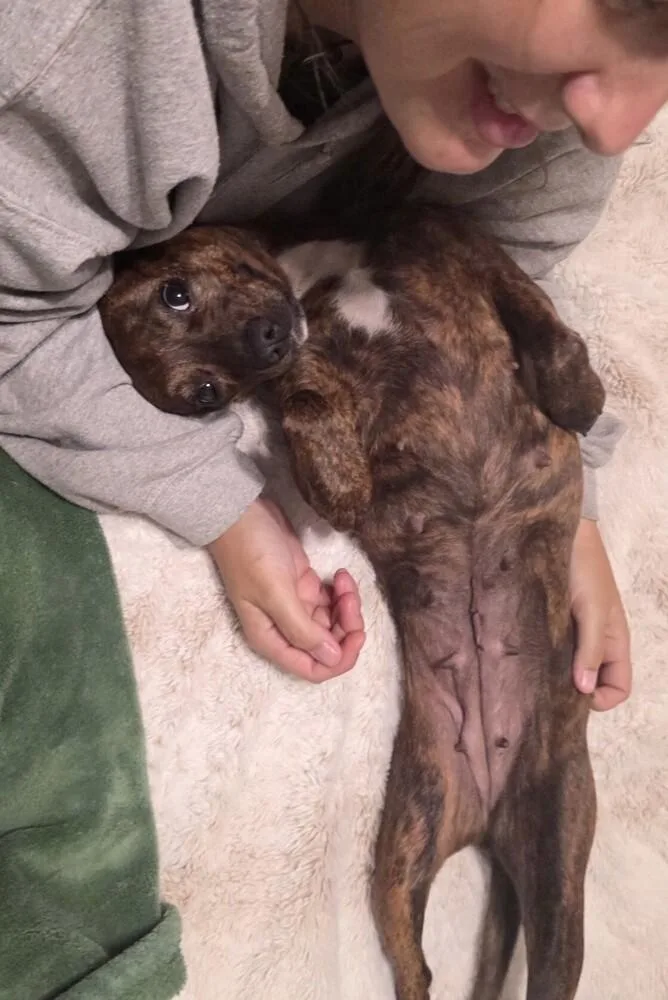A young small-sized female Feist dog named Bailey for adoption in Washington, DC